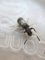Pelonium