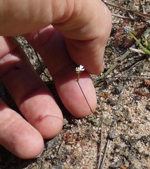 Stylidium tenerum
