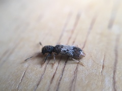 Pelonium