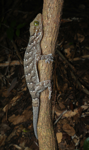 Siamese Green-eyed Gecko, Gekko siamensis