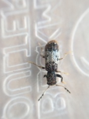 Pelonium
