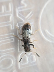 Pelonium