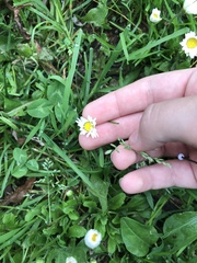 Bellis perennis