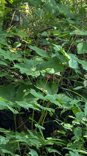 Image of Diphylleia cymosa by (c) Alina Martin, some rights reserved (CC BY)