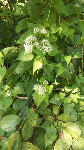 Climbing hempvine (Mikania scandens)