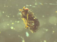 Howickia