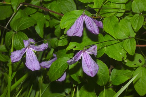 Clematis viticella