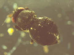 Howickia