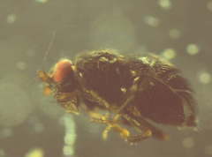 Howickia