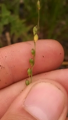 Dichanthelium depauperatum