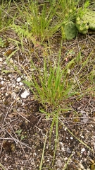 Dichanthelium depauperatum