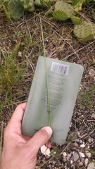 Dichanthelium depauperatum