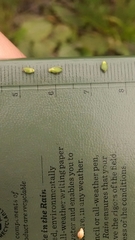 Dichanthelium depauperatum