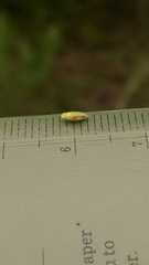 Dichanthelium depauperatum