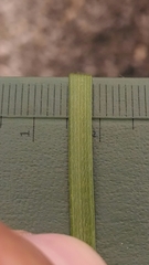 Dichanthelium depauperatum