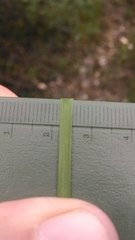 Dichanthelium depauperatum