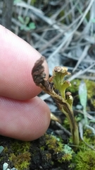 Botrychium campestre