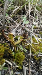 Botrychium campestre