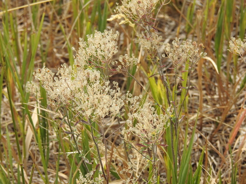 Image of Odontarrhena muralis by no rights reserved