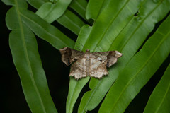 Krananda oliveomarginata