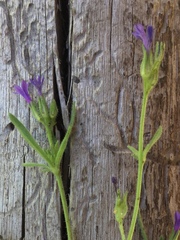 Allophyllum gilioides
