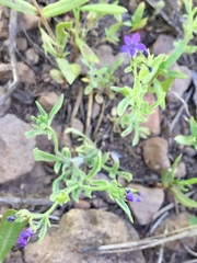 Allophyllum gilioides