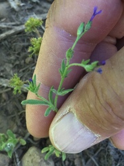 Allophyllum gilioides