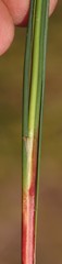 Cyperus denudatus