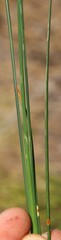 Cyperus denudatus