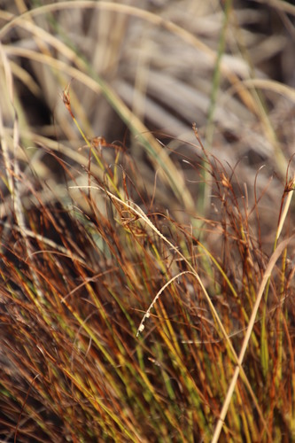 Image of Ficinia fastigiata by (c) Tony Rebelo, some rights reserved (CC BY-SA)