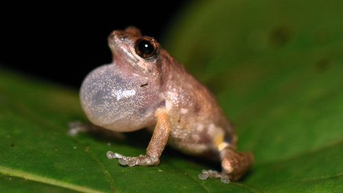 Sacred Grove Bush Frog, Raorchestes sanctisilvaticus