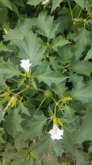 Datura stramonium
