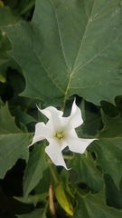 Datura stramonium