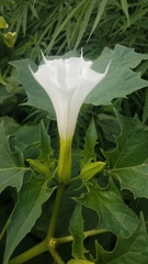 Datura stramonium