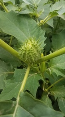 Datura stramonium