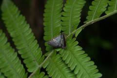 Serratophyga subangulata