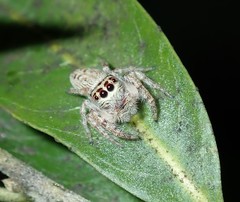 Opisthoncus nigrofemoratus