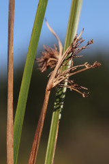 Cyperus denudatus