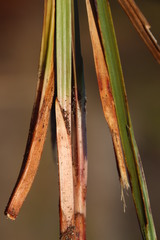 Cyperus denudatus