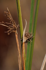 Cyperus denudatus