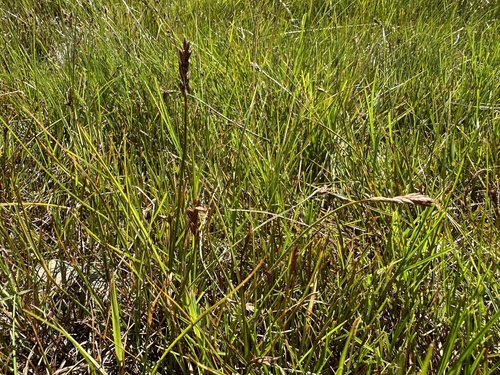 Image of Flat-Sedge (Blysmus compressus) by (c) Katrin Simon, some rights reserved (CC BY)
