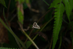Tephriopis divulsa