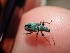 Phyllobius argentatus