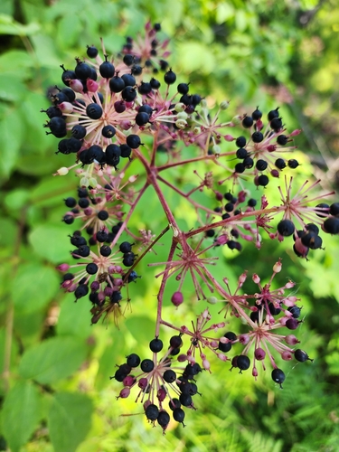 California Spikenard fruiting