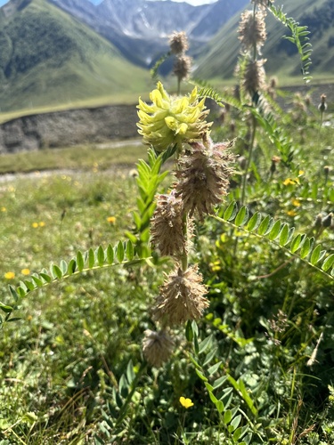 Image of Astragalus alopecurus by (c) Katrin Simon, some rights reserved (CC BY)