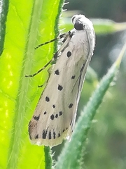 Myelois circumvoluta