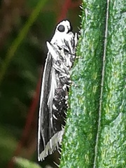 Myelois circumvoluta