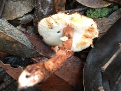 Lepiota haemorrhagica