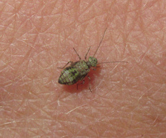 Nimbopsocus australis