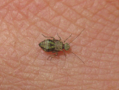 Nimbopsocus australis